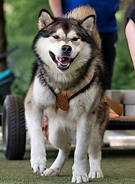 Alaskan Malamute Weight Pull