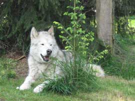 Fellfarbe silber Fellfarbe silber