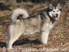 Fellfarbe grau weiss Fellfarbe grau weiss