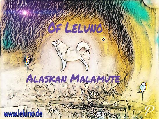 Alaskan Malamute Kennel of Leluno