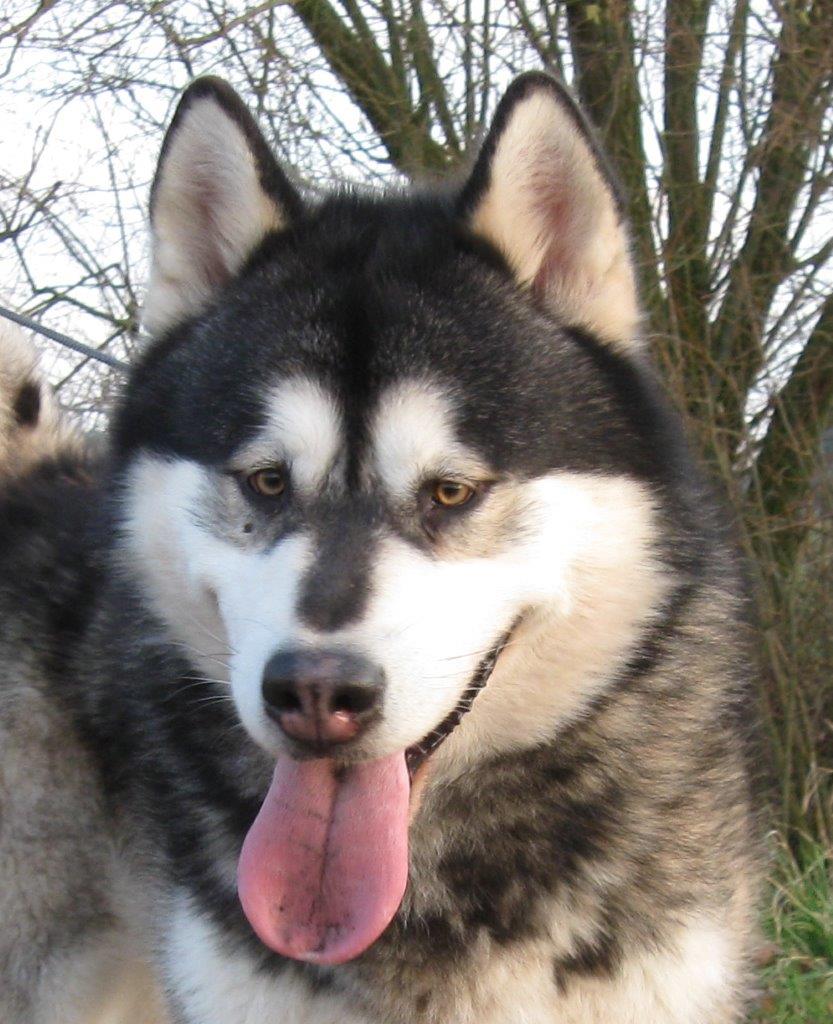 Voodoo Master of Timber Kennel