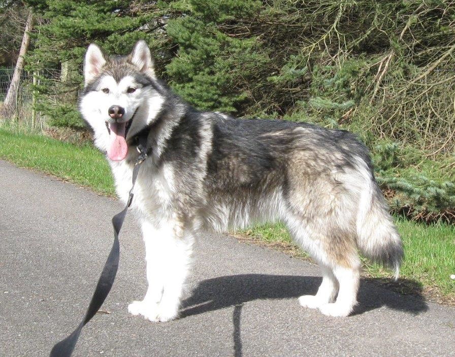 Bo of Timber Kennel Bo of Timber Kennel
