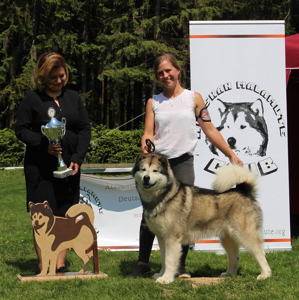 Der stolze Vater der Welpen "Issues of Yukon Boondock" als bester Hund der Ausstellung
