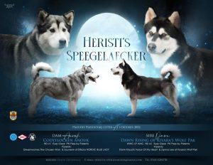 Alaskan Malamute Kennel Logo Heristis Speegelaecker